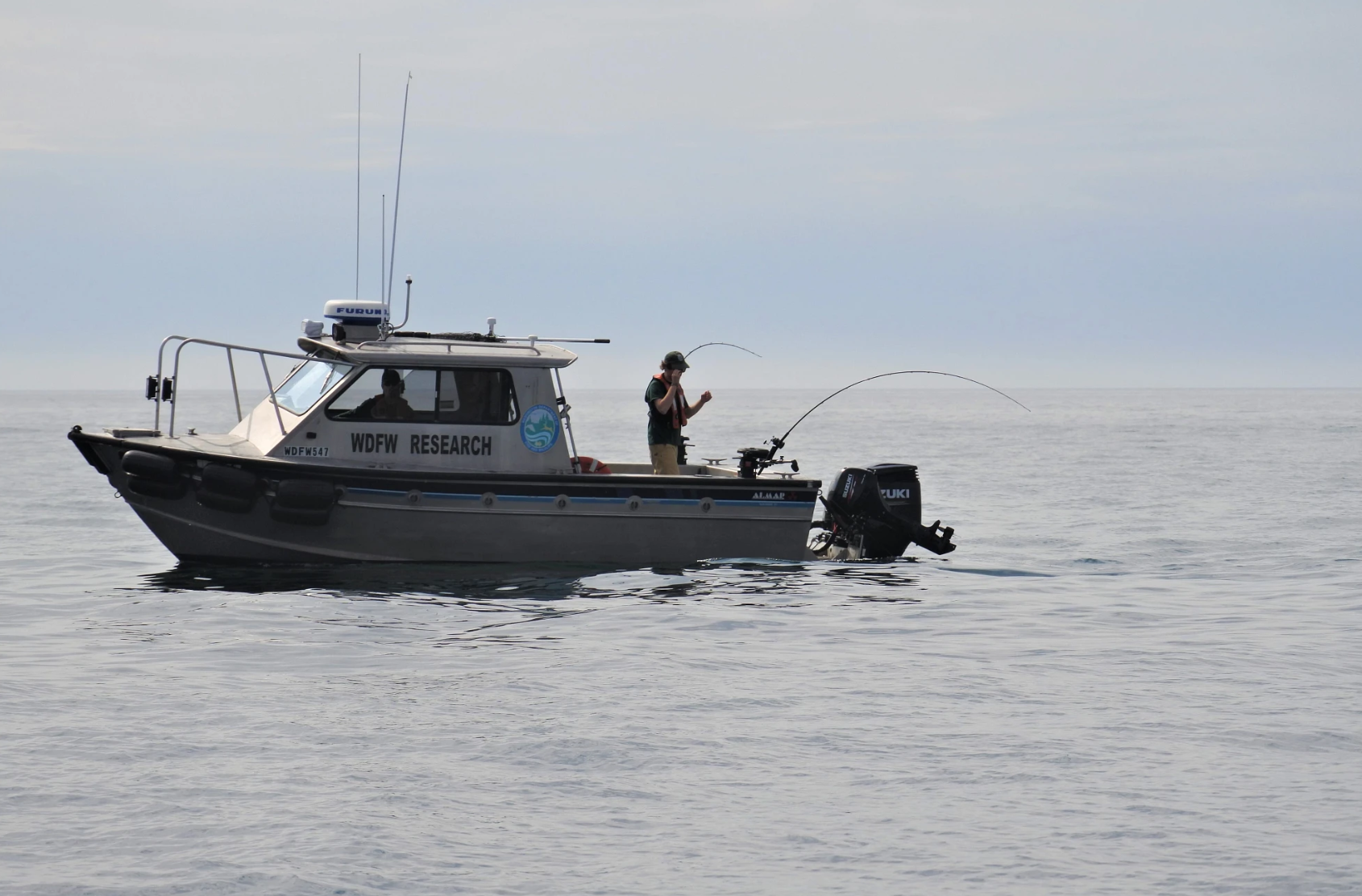 Small aluminum research boat labeled “WDFW Research” floating on calm open water. One person stands at the stern holding a bent fishing rod, appearing to reel in a catch, while another person sits inside the cabin. The sky is overcast and the water is smooth with light ripples.